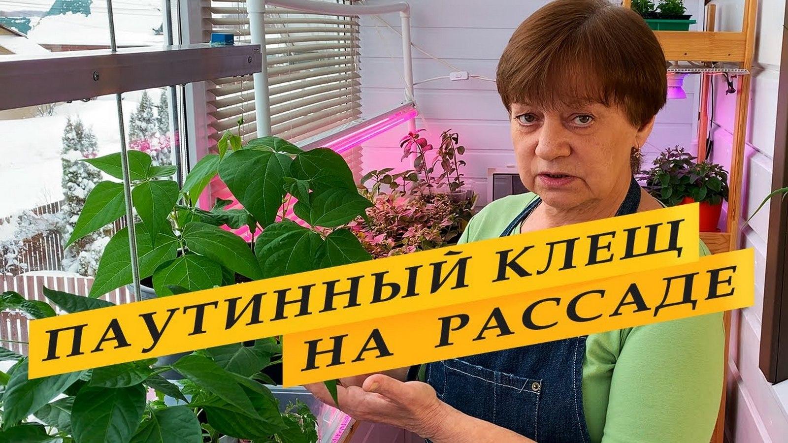Паутинный клещ на рассаде (pautinnyj-klesch-na-rassade) Досуг, хобби