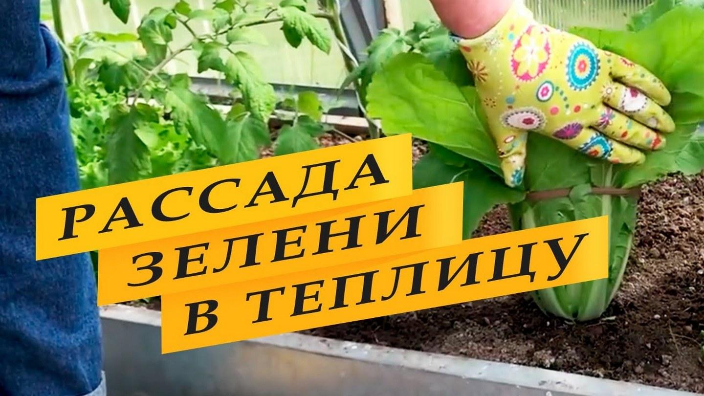 Рассада зелени для теплицы (rassada-zeleni-dlja-teplitsy) Досуг, хобби
