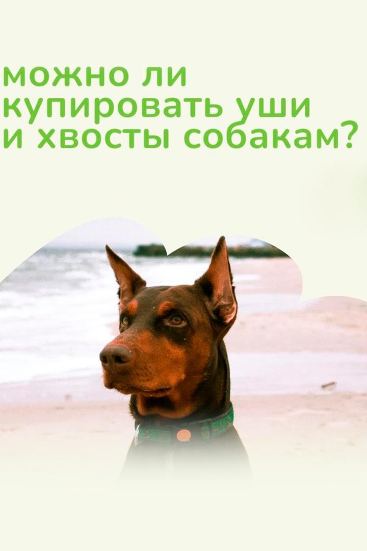 Можно ли купировать уши и хвосты собакам? (mozhno-li-kupirovat-ushi-i-hvosty-sobakam) Познавательное