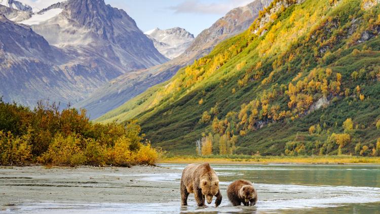 Постер Oggi è Giornata Mondiale della Natura Selvatica