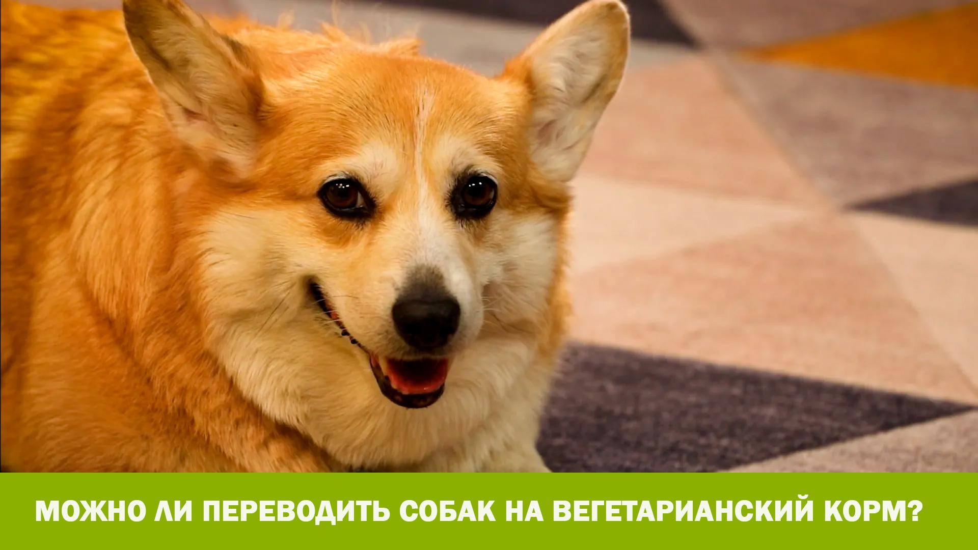 Можно ли переводить собак на вегетарианский корм? (mozhno-li-perevodit-sobak-na-vegetarianskij-korm) Познавательное