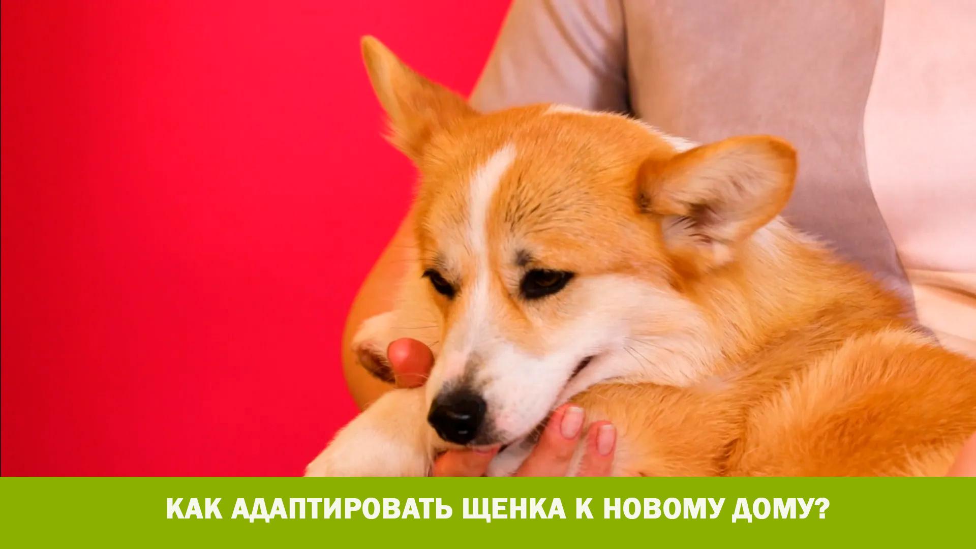 Как адаптировать щенка к новому дому? (kak-adaptirovat-schenka-k-novomu-domu) Познавательное