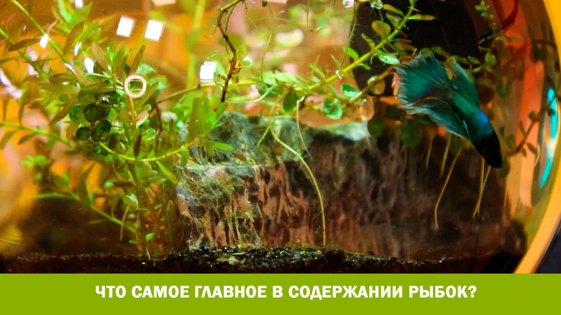 Что самое главное в содержании рыбок? (chto-samoe-glavnoe-v-soderzhanii-rybok) Познавательное