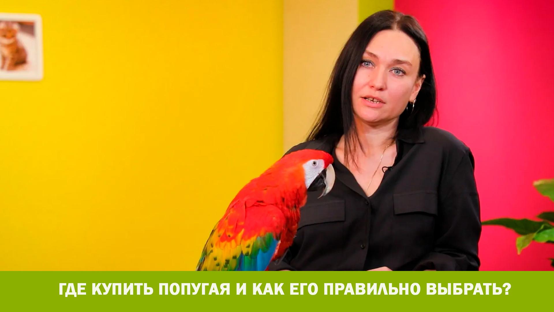 Где купить попугая и как его правильно выбрать? (gde-kupit-popugaja-i-kak-ego-pravilno-vybrat) Познавательное