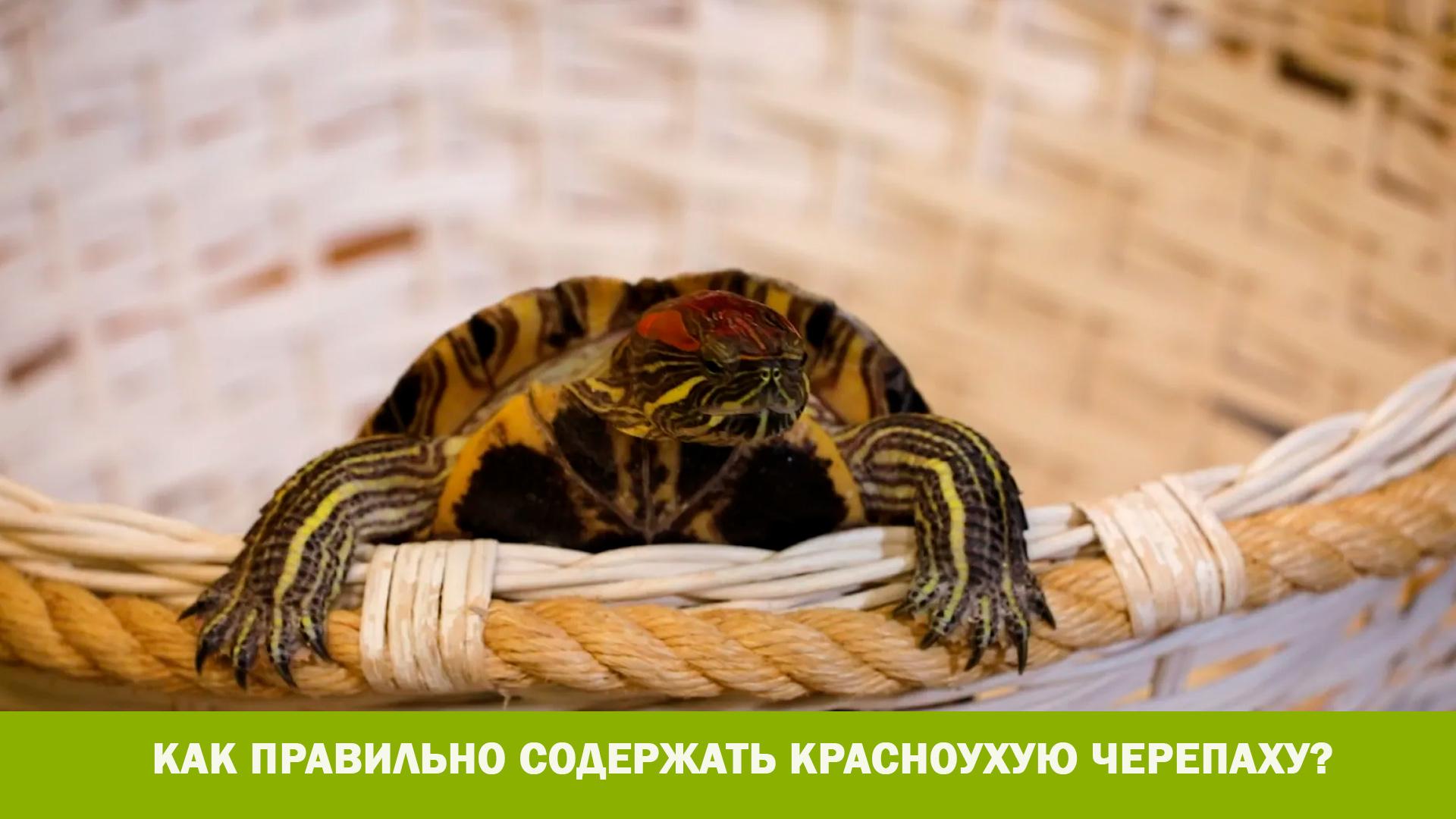 Как правильно содержать красноухую черепаху? (kak-pravilno-soderzhat-krasnouhuju-cherepahu) Познавательное