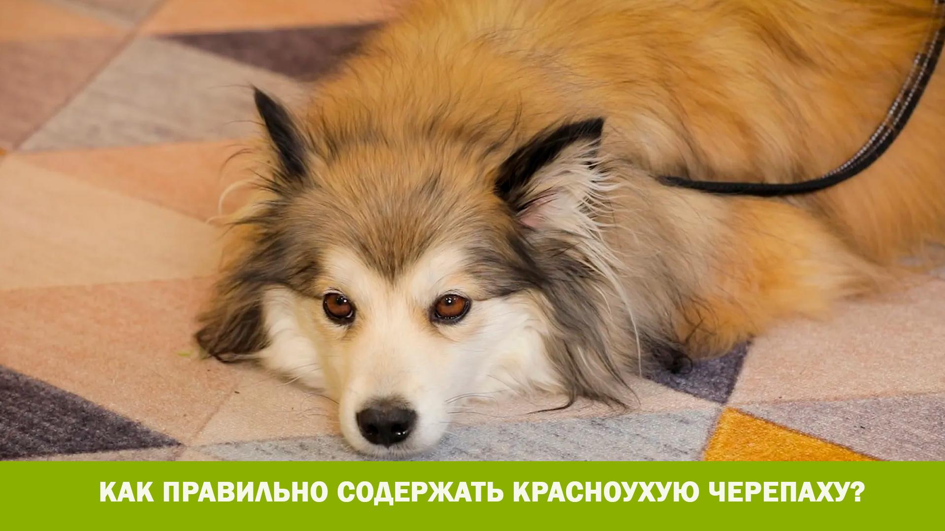 Что делать, если собака проявляет к вам агрессию? (chto-delat-esli-sobaka-projavljaet-k-vam-agressiju) Познавательное