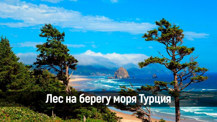 Постер Лес на берегу моря Турция