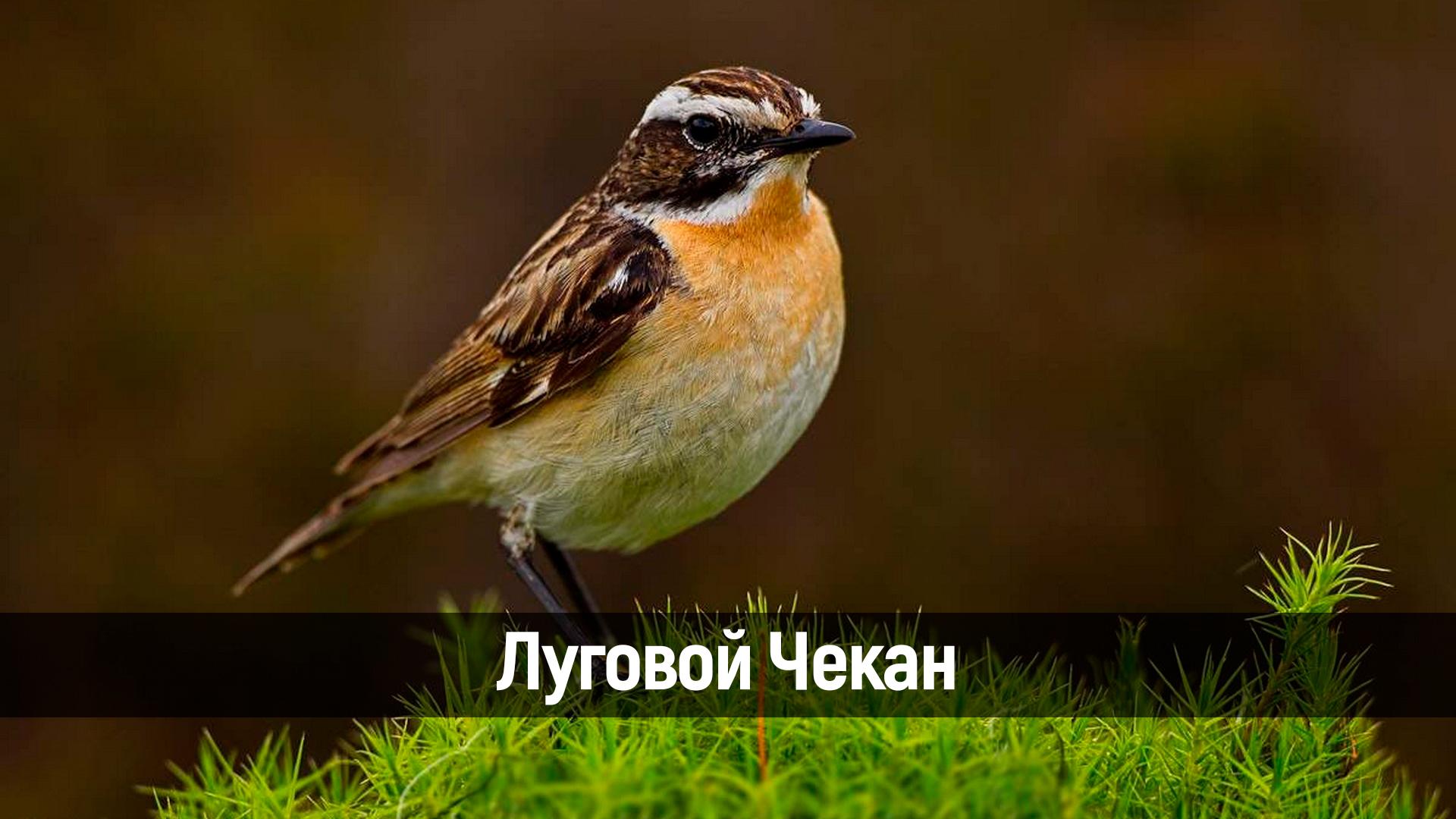 Луговой Чекан (lugovoj-chekan) Досуг, хобби