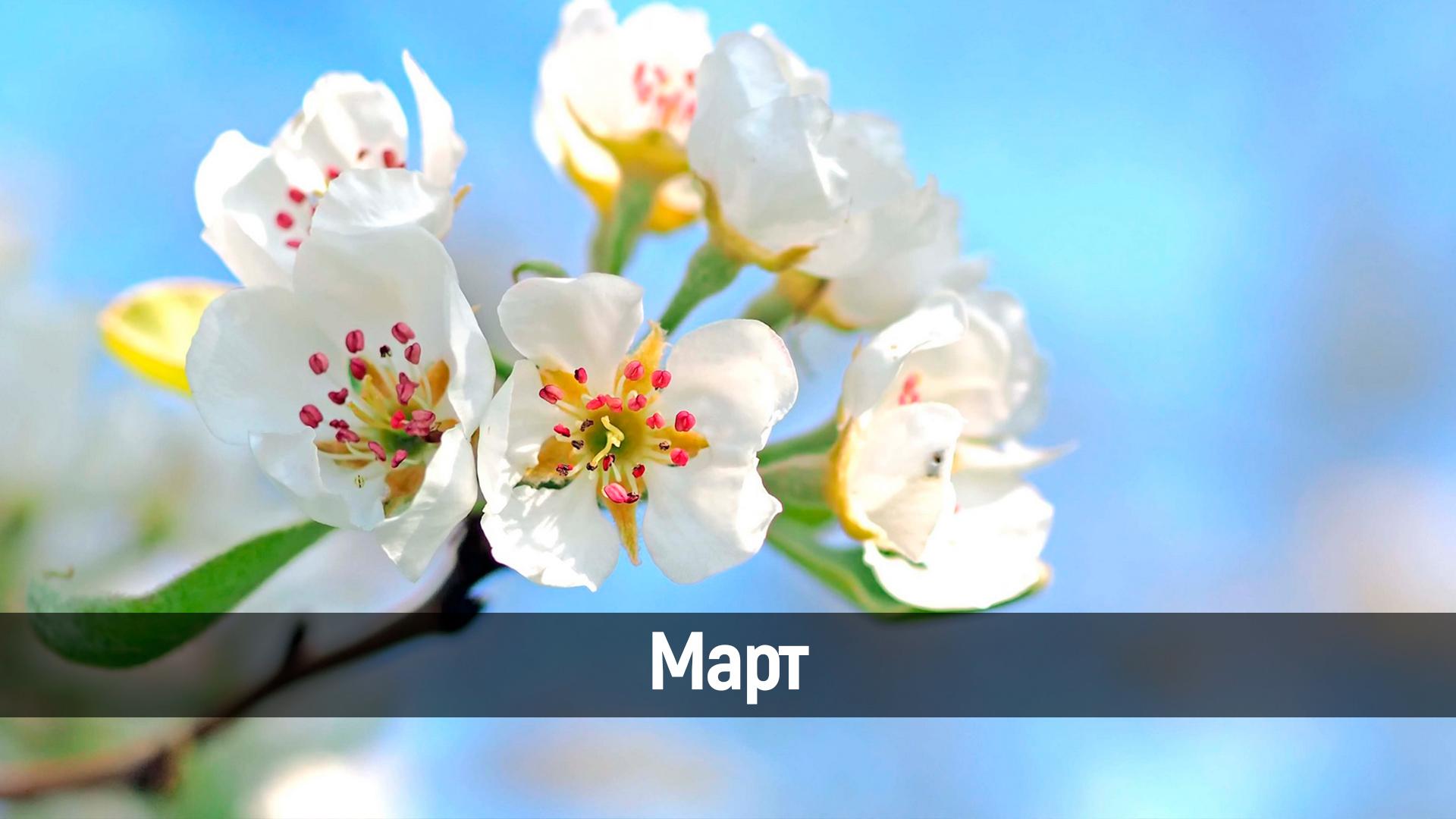 Март (mart) Досуг, хобби