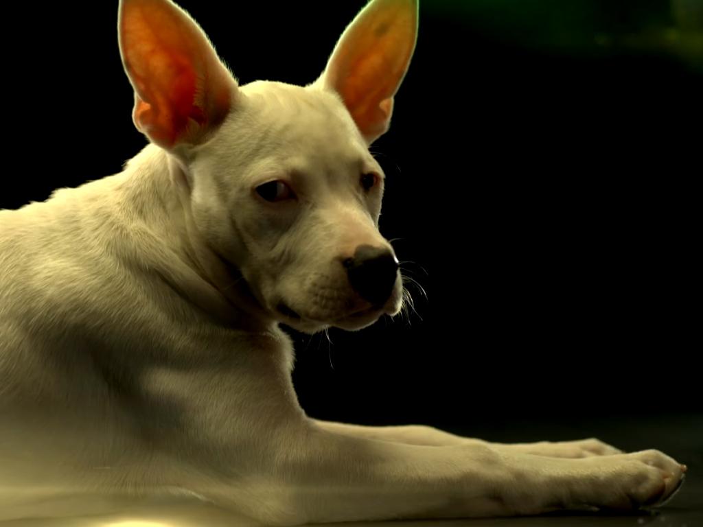 Puppy Bowl XIII (puppy-bowl-xiii) Реалити-шоу