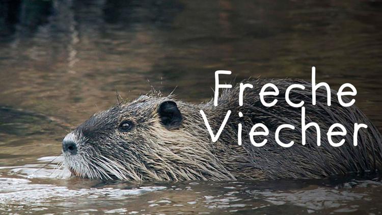 Постер Freche Viecher