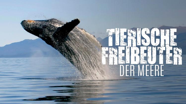 Постер Tierische Freibeuter der Meere