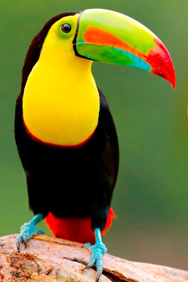 L'Equateur, au sommet de la biodiversité : De l'Amazonie aux volcans andins (lequateur-au-sommet-de-la-biodiversit-de-lamazonie-aux-volcans-andins) Документальный сериал