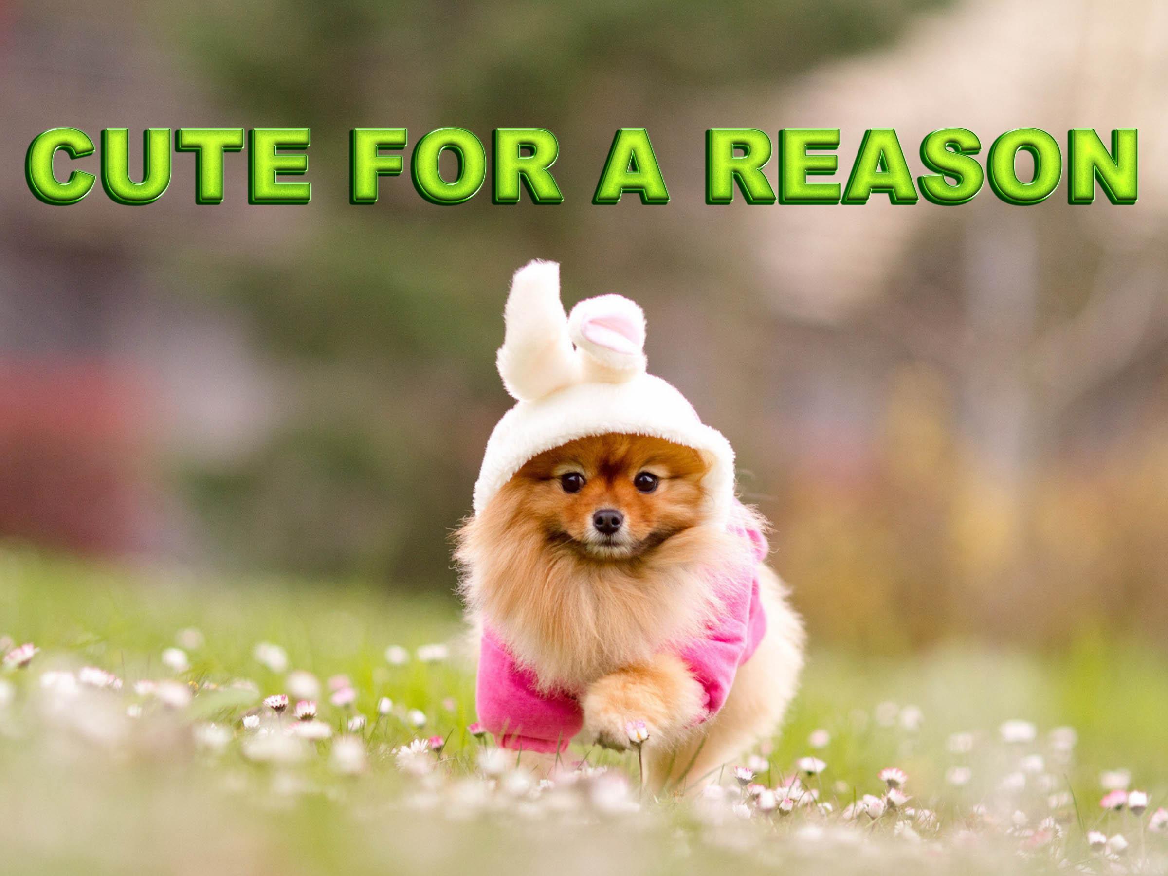 Cute For a Reason (cute-for-a-reason) Документальный сериал