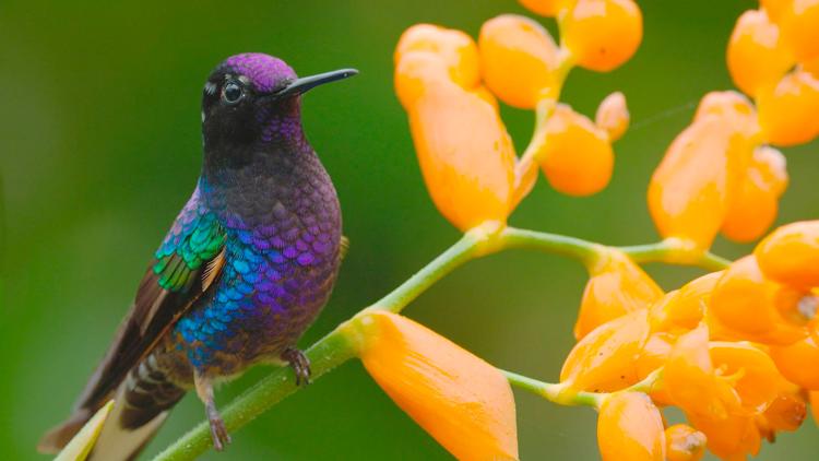 Постер L’Equateur, au sommet de la biodiversité