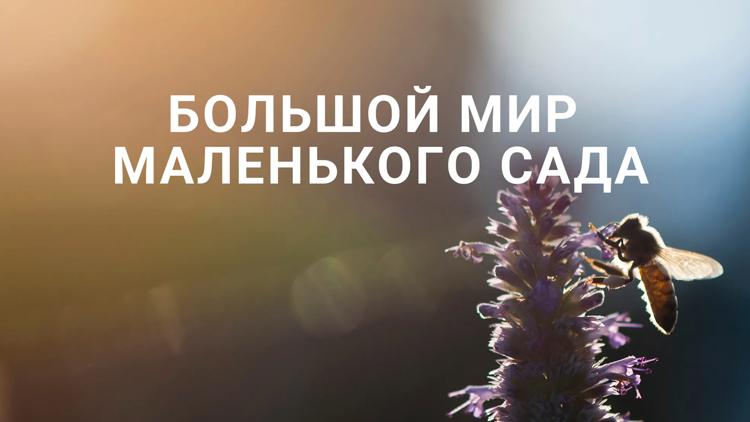 Постер Большой мир маленького сада