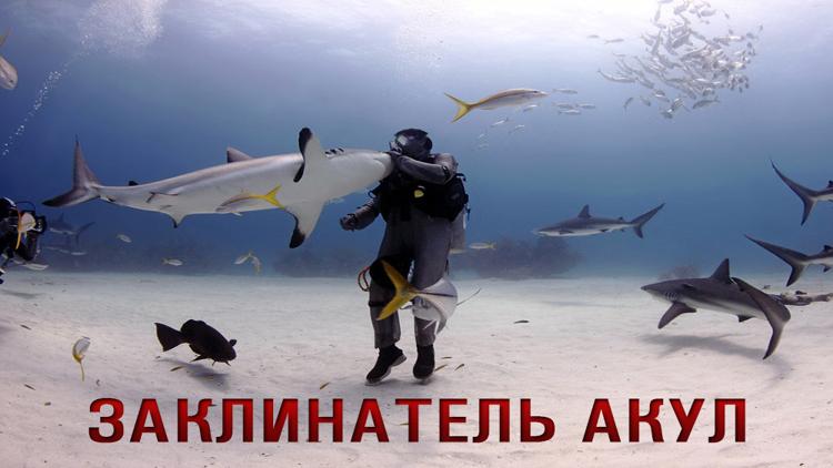 Постер Заклинатель акул