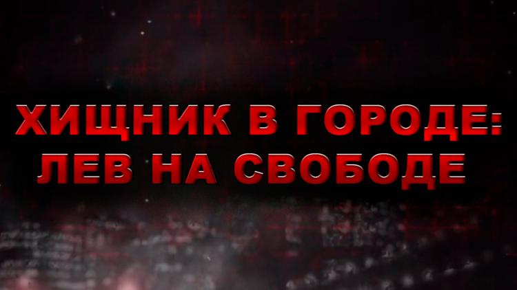 Постер Хищник в городе: лев на свободе