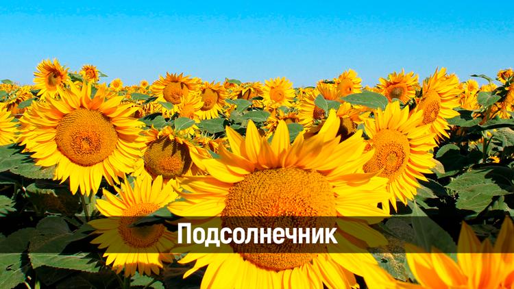 Постер Подсолнечник