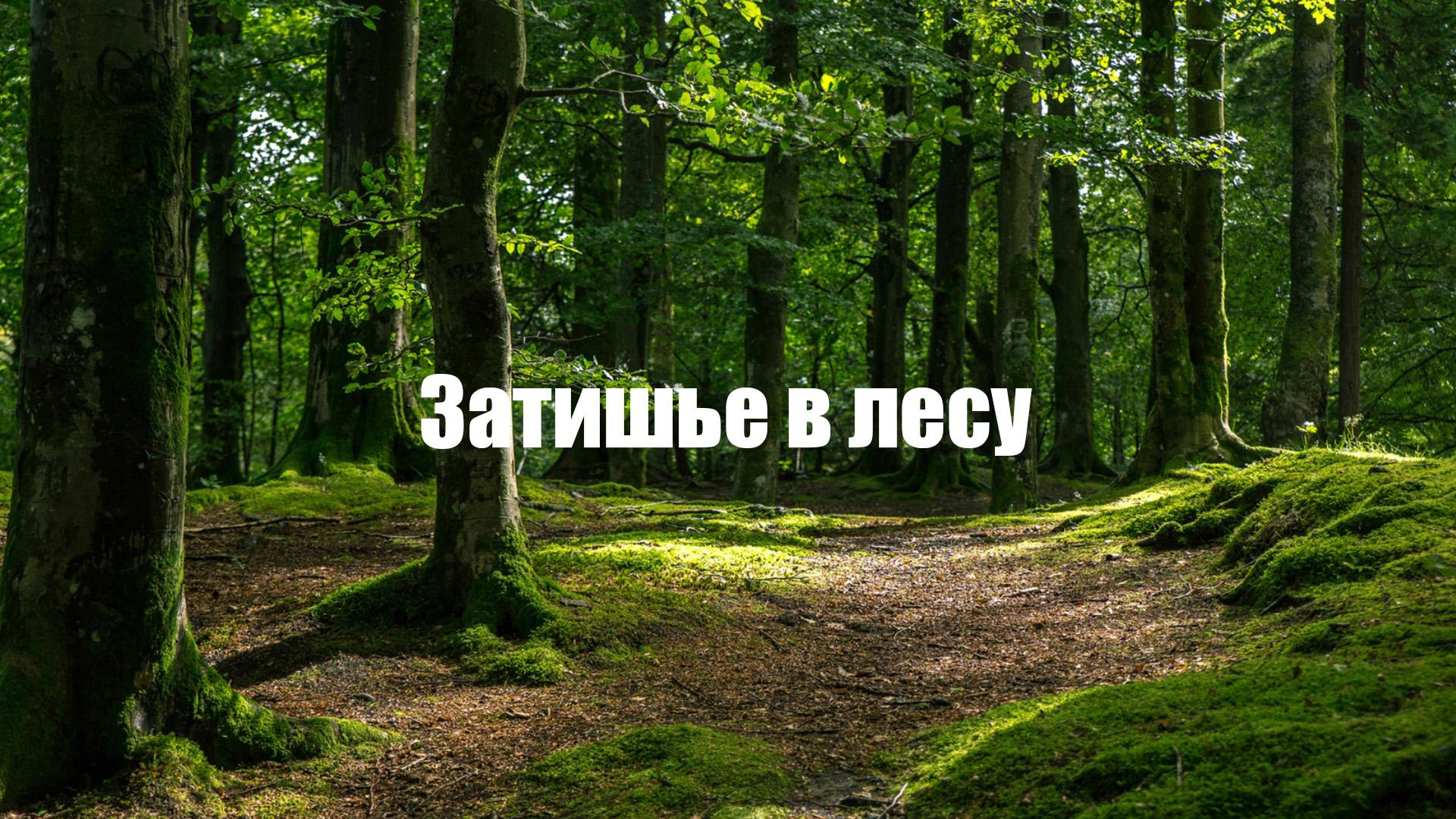 Затишье в лесу (zatishe-v-lesu) Досуг, хобби