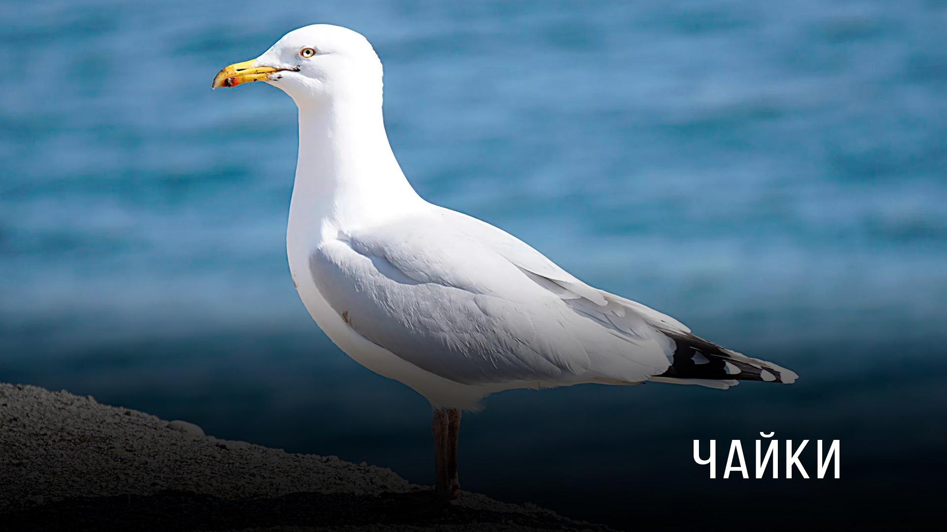 Чайки (chajki) Досуг, хобби