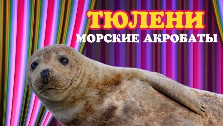 Постер Тюлени - морские акробаты