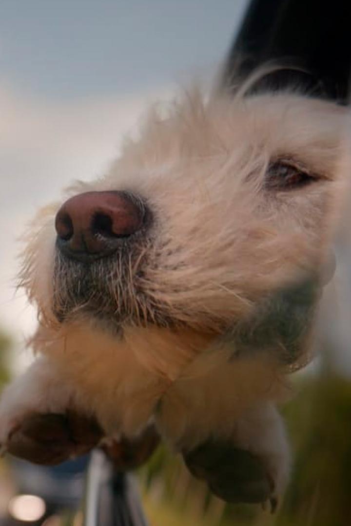 Por amor a los perros (por-amor-a-los-perros) Документальный фильм