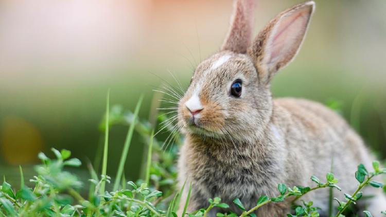 Постер Les Super pouvoirs des Lapins