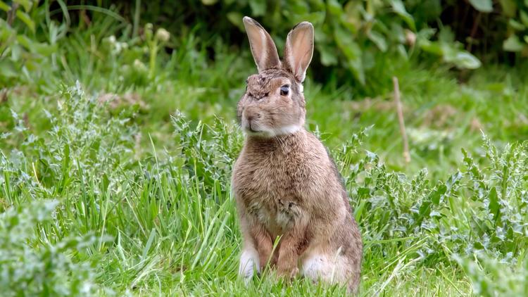 Постер Les Super pouvoirs des Lapins