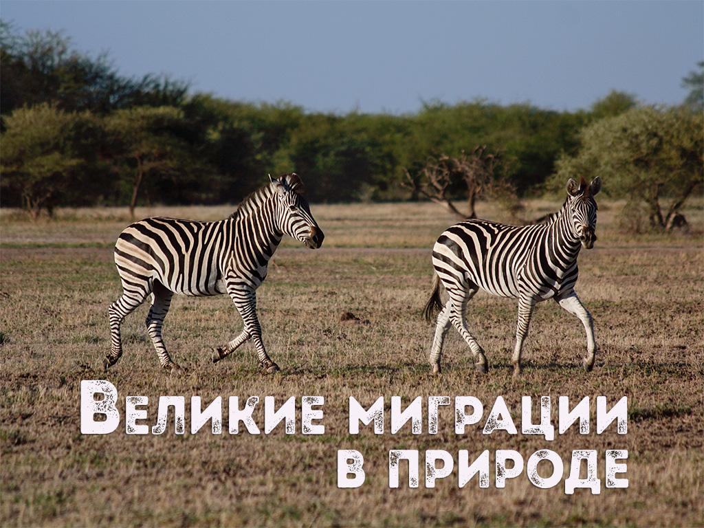 Великие миграции в природе (velikie-migratsii-v-prirode) Документальный сериал