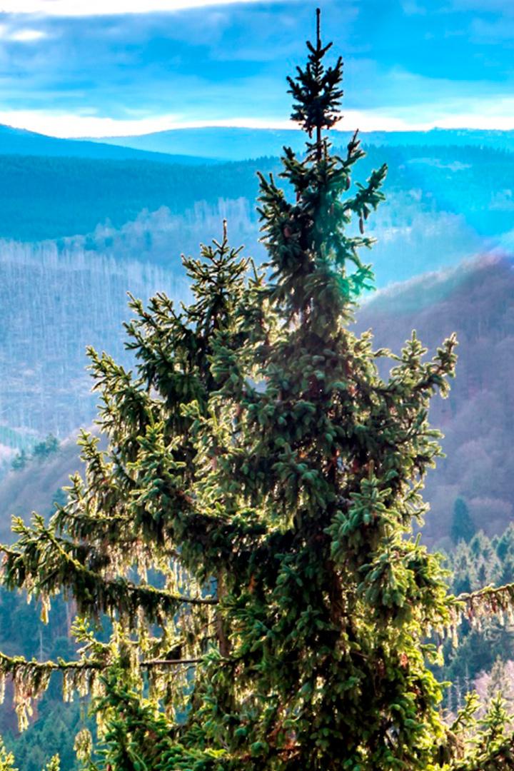 Le massif du Harz, joyau sauvage au coeur de l'Allemagne (le-massif-du-harz-joyau-sauvage-au-coeur-de-lallemagne) Документальный фильм
