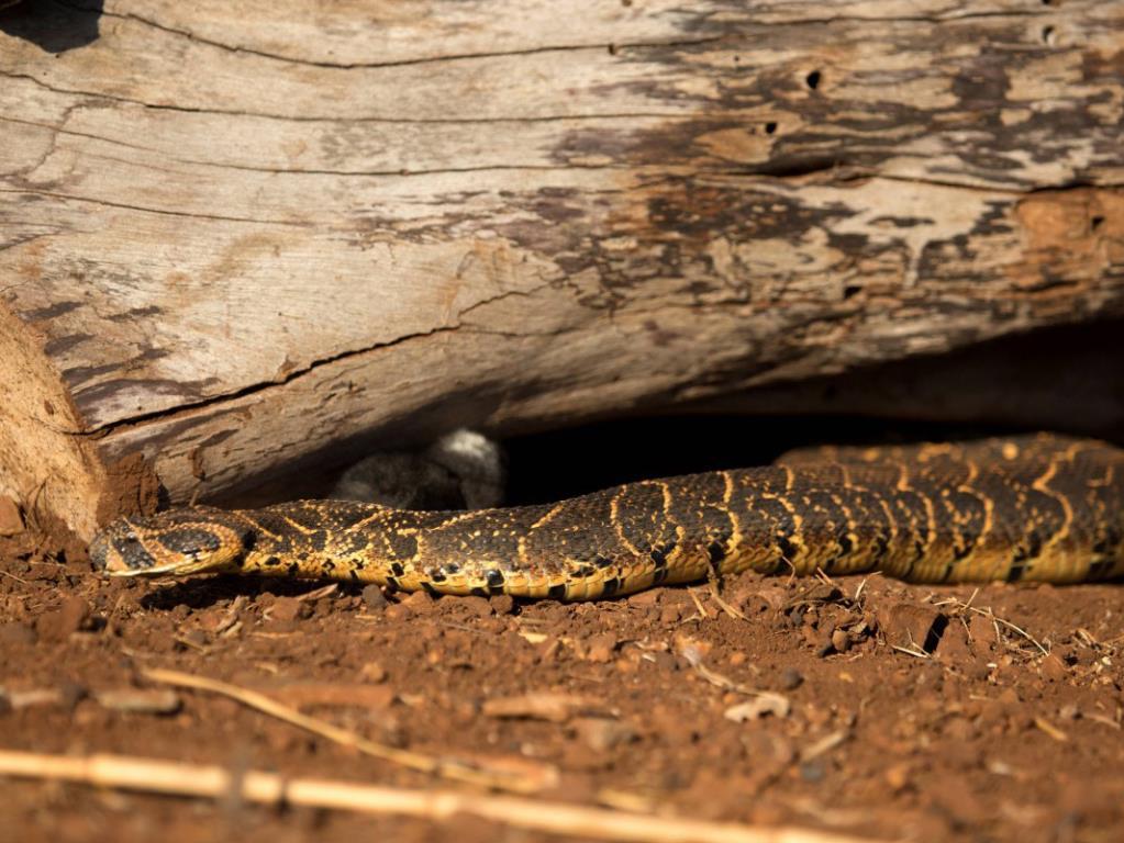 Дикий мир с Earth Touch 2015 (dikij-mir-s-earth-touch-2015) Документальный сериал