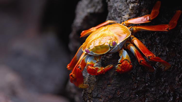 Постер L'Équateur, au sommet de la biodiversité