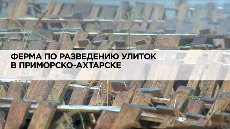 Постер Ферма по разведению улиток в Приморско-Ахтарске