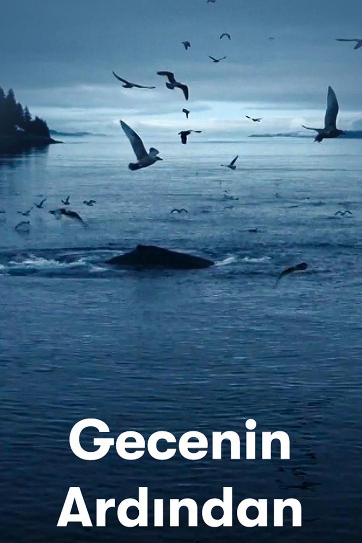 Gecenin Ardından (gecenin-ardndan) Документальный фильм