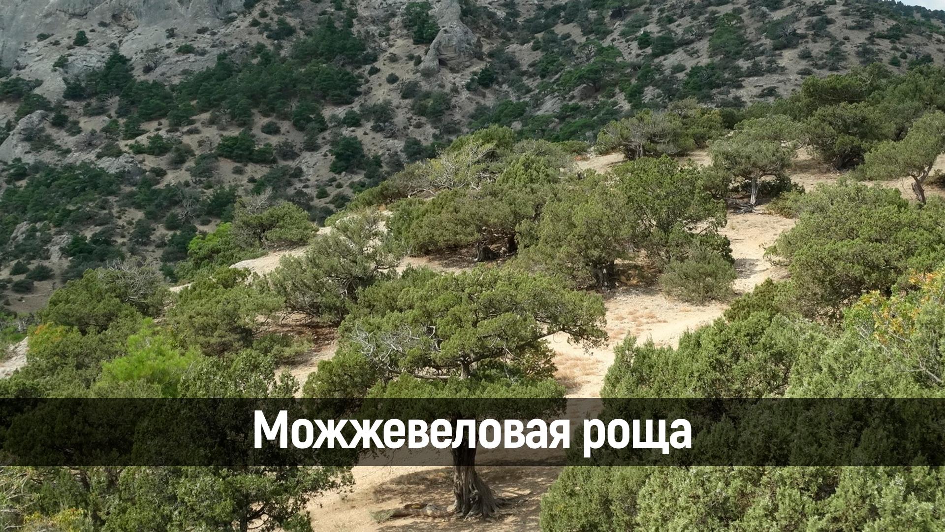 Можжевеловая роща (mozhzhevelovaja-roscha) Досуг, хобби