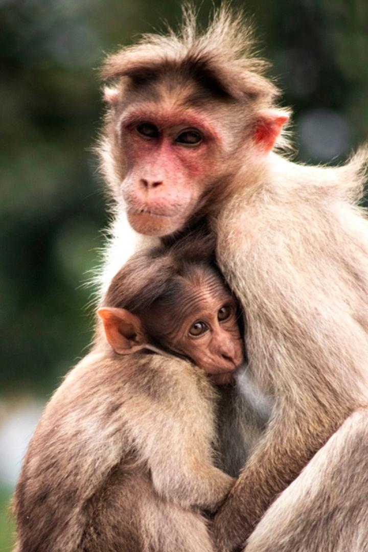 Animaux, l'art d'être parent (animaux-lart-dtre-parent) Документальный сериал