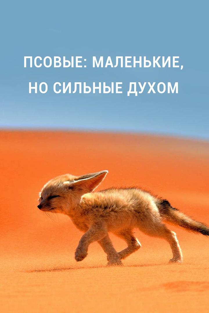 Псовые: маленькие, но сильные духом (psovye-malenkie-no-silnye-duhom) Документальный фильм