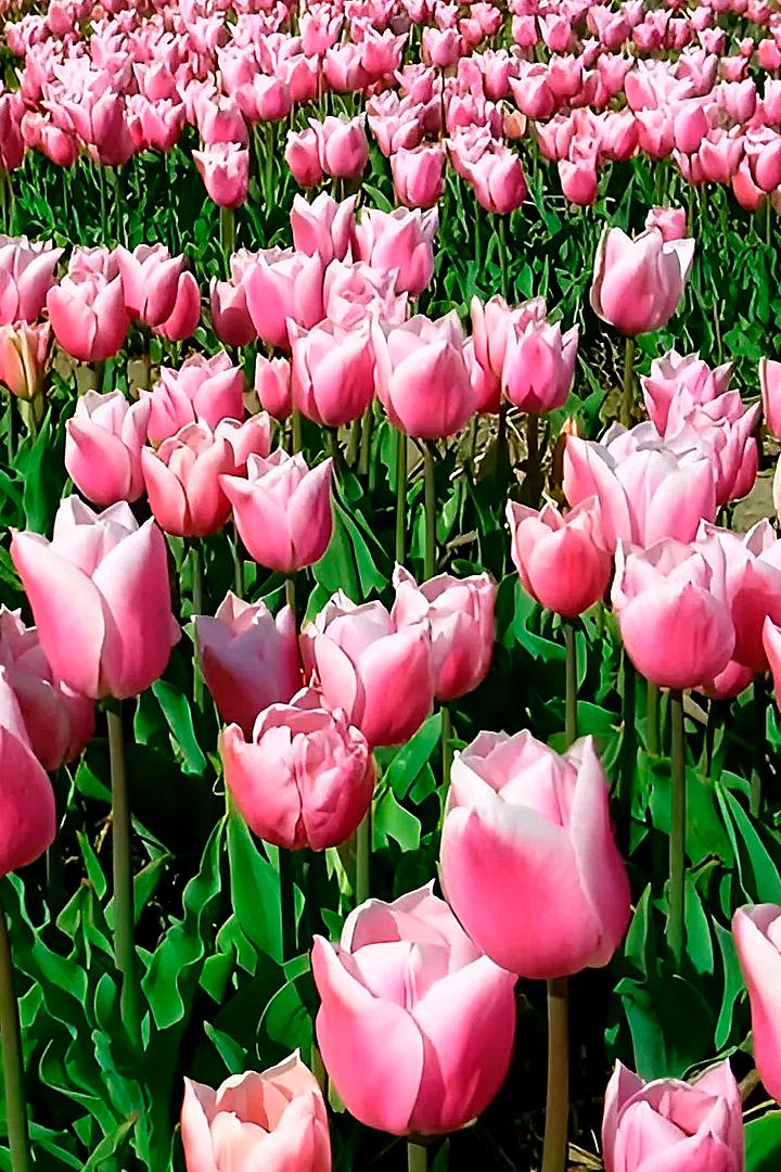 Blütenzauber im Frühling (bltenzauber-im-frhling) Познавательное