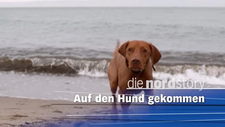 Постер Auf den Hund gekommen