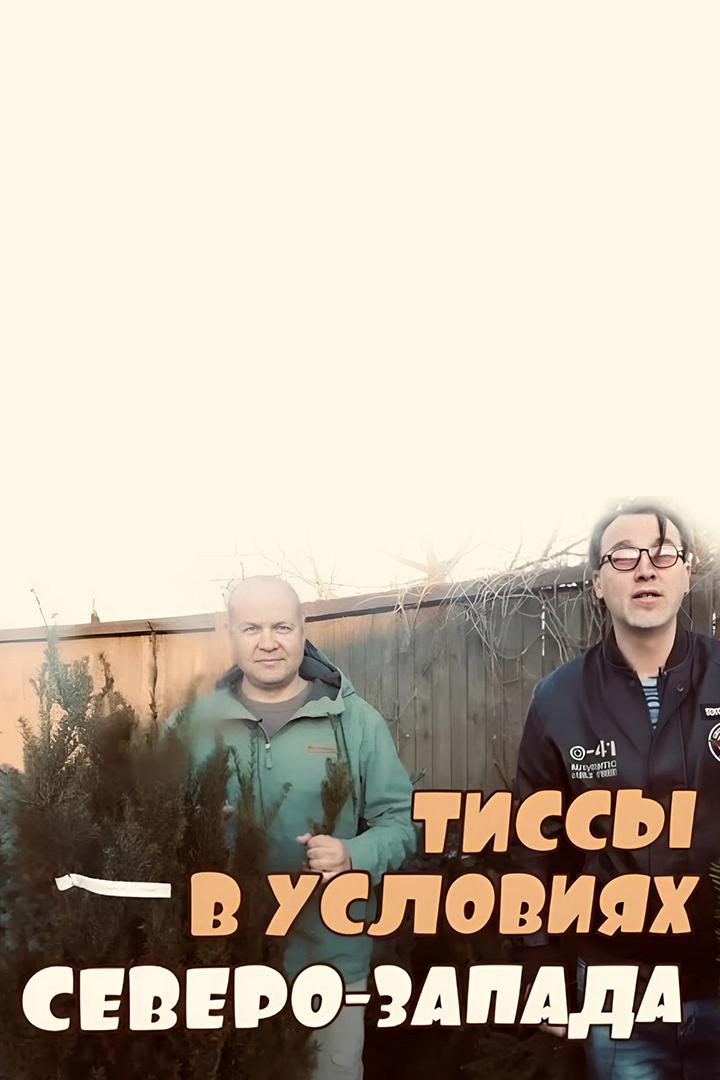 Тисы в условиях Северо-Запада (tisy-v-uslovijah-severo-zapada) Досуг, хобби