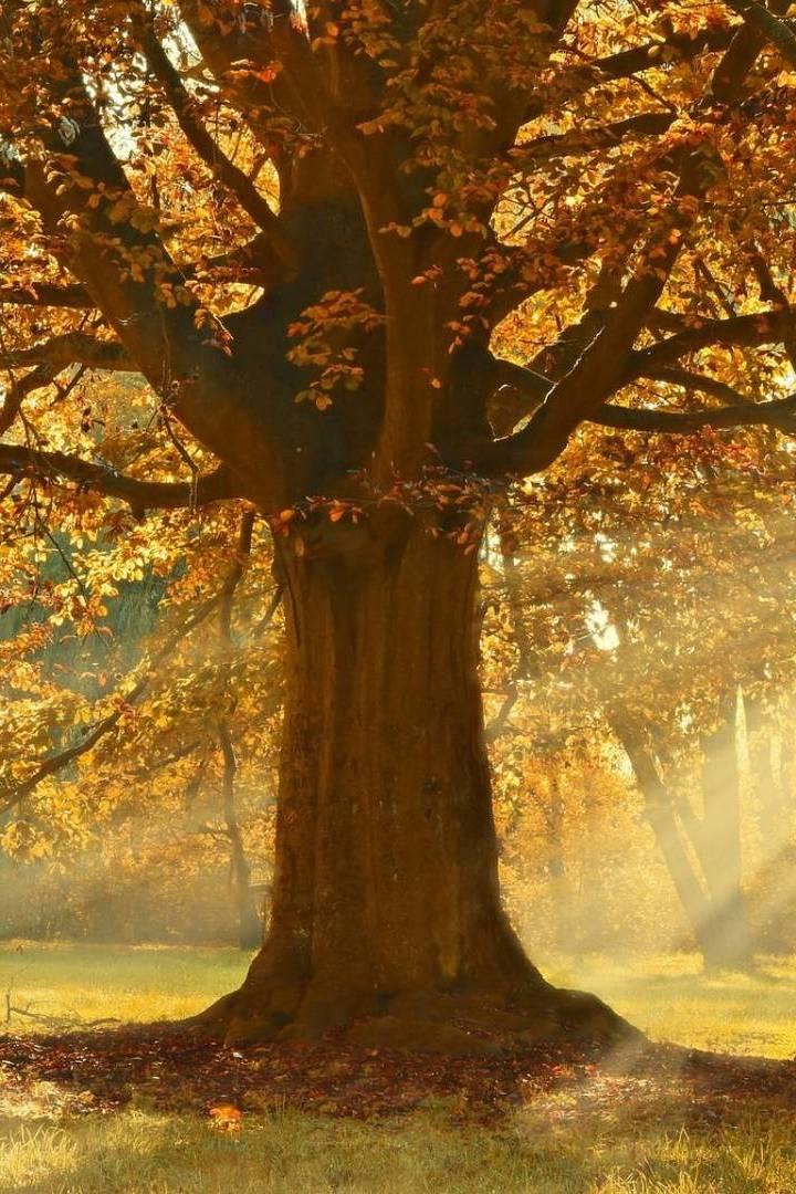 Maremma Autunno (maremma-autunno) Познавательное