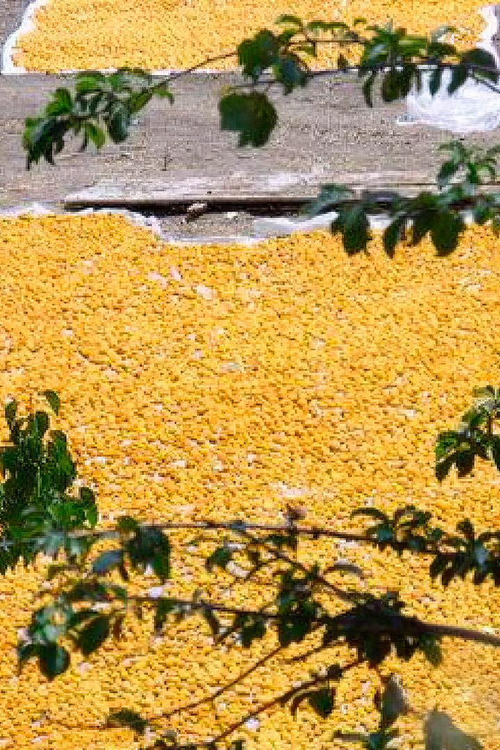 Anatolia land of the apricots (anatolia-land-of-the-apricots) Познавательное