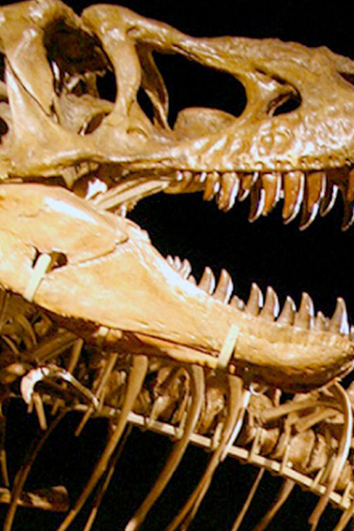 Dinosaures, la soif de l'os (dinosaures-la-soif-de-los) Документальный фильм