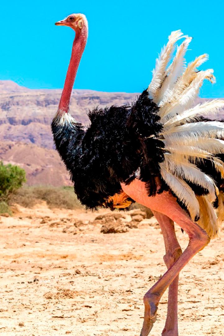 Le mystère des oiseaux géants (le-mystre-des-oiseaux-gants) Документальный фильм