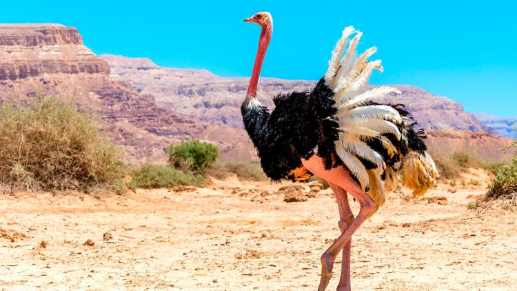 Постер Le mystère des oiseaux géants