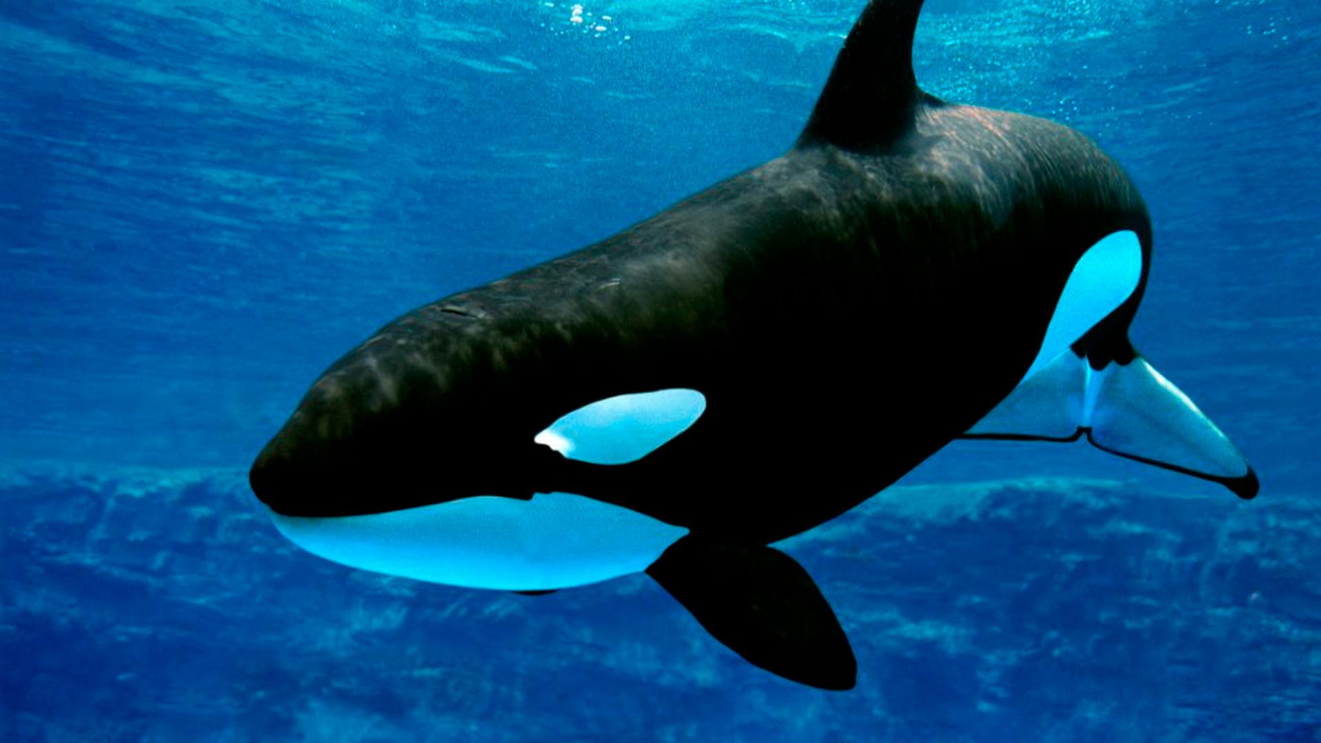Wild: Orca Killing School (wild-orca-killing-school) Документальный фильм