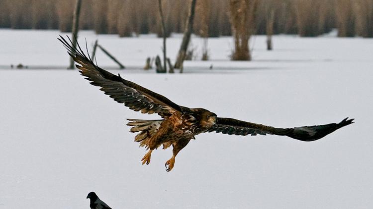 Постер Der Flug des Seeadlers