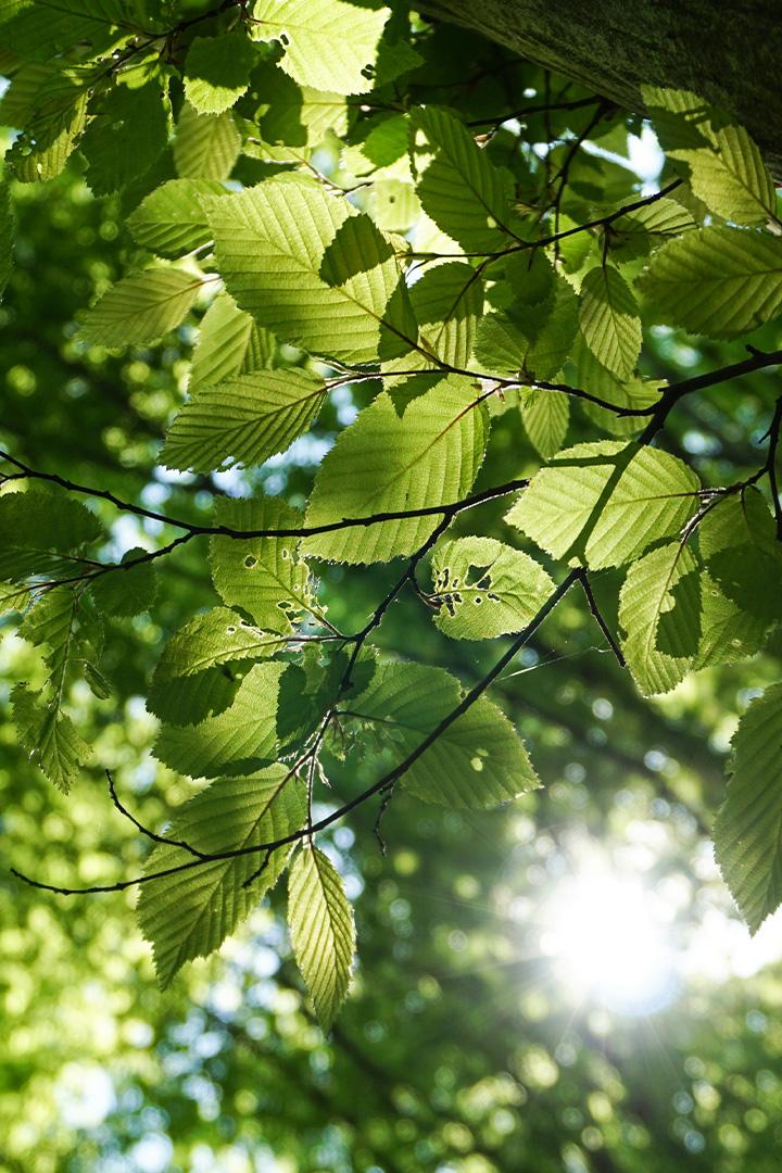 Ingenio Natural (ingenio-natural) Познавательное
