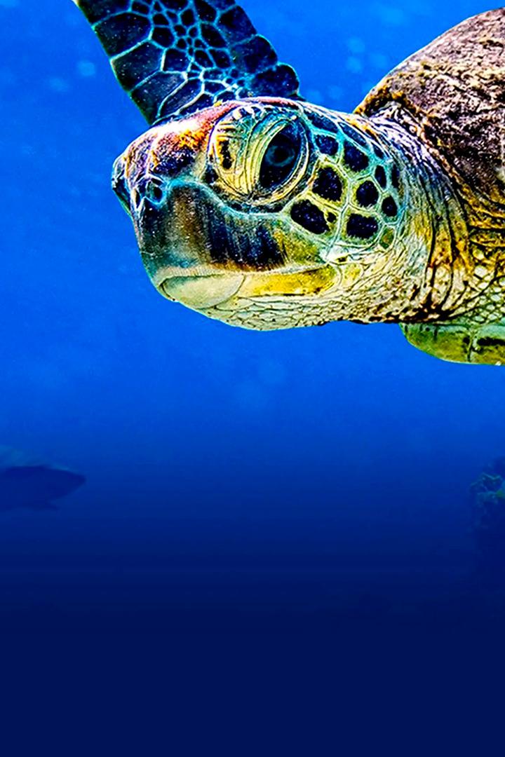 ¿Las últimas tortugas? (las-ltimas-tortugas) Документальный фильм